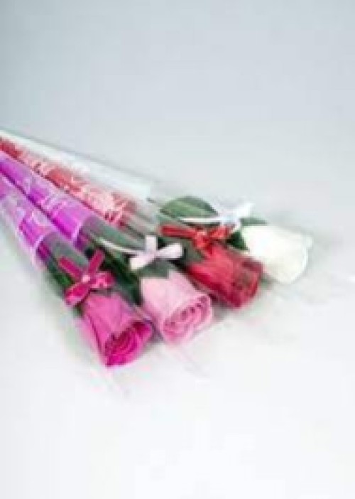 Rose Flower