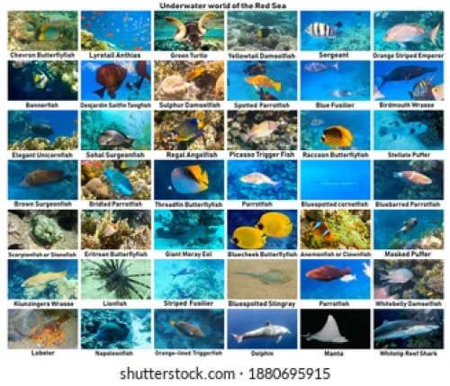 Pinthura Kola -Sea Plants & Sea Animals