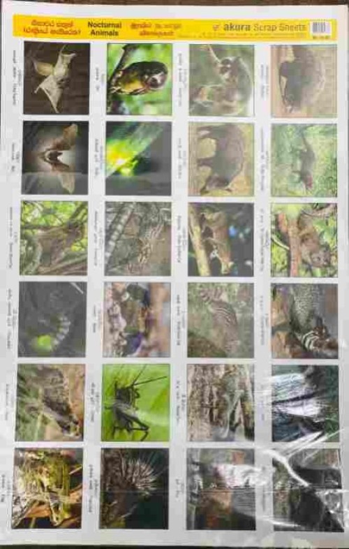 Pinthura Kola - Nocturnal Animals