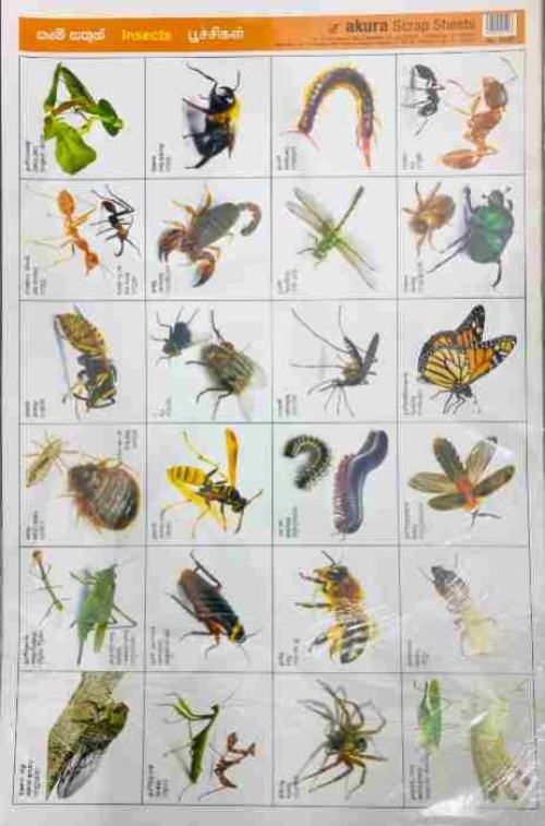 Pinthura Kola - Insects