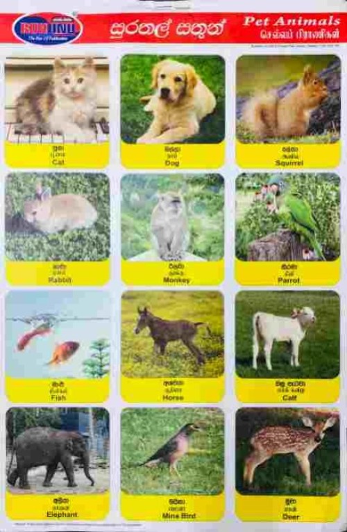 Pinthura Kola - Pet Animals